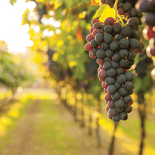 Load image into Gallery viewer, Reminisce Scrapbook Paper - 12&quot; x 12&quot; - Italy - On the Vine (IT-004)
